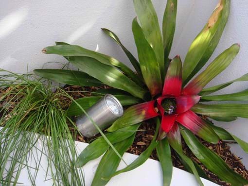 Landscape design for Retro inner city Courtyard Garden