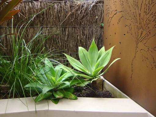 Residential Inner city Landscape design for Entertaining courtyard