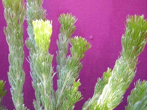 Landscape design for low Budget Townhouse Garden makeover