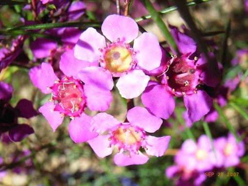 Landscape design for low Budget Townhouse Garden makeover