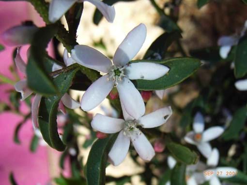 Landscape design for low Budget Townhouse Garden makeover