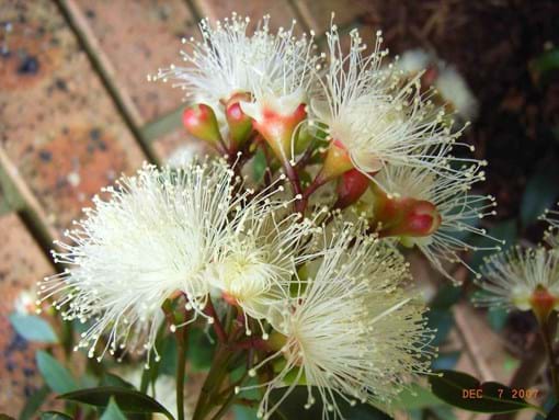 Landscape design for low Budget Townhouse Garden makeover